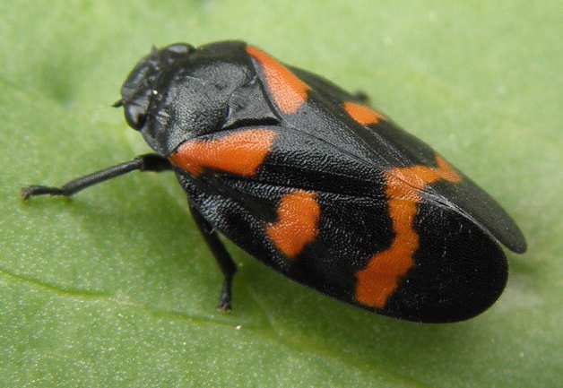 Cercopis sp. Sicilia